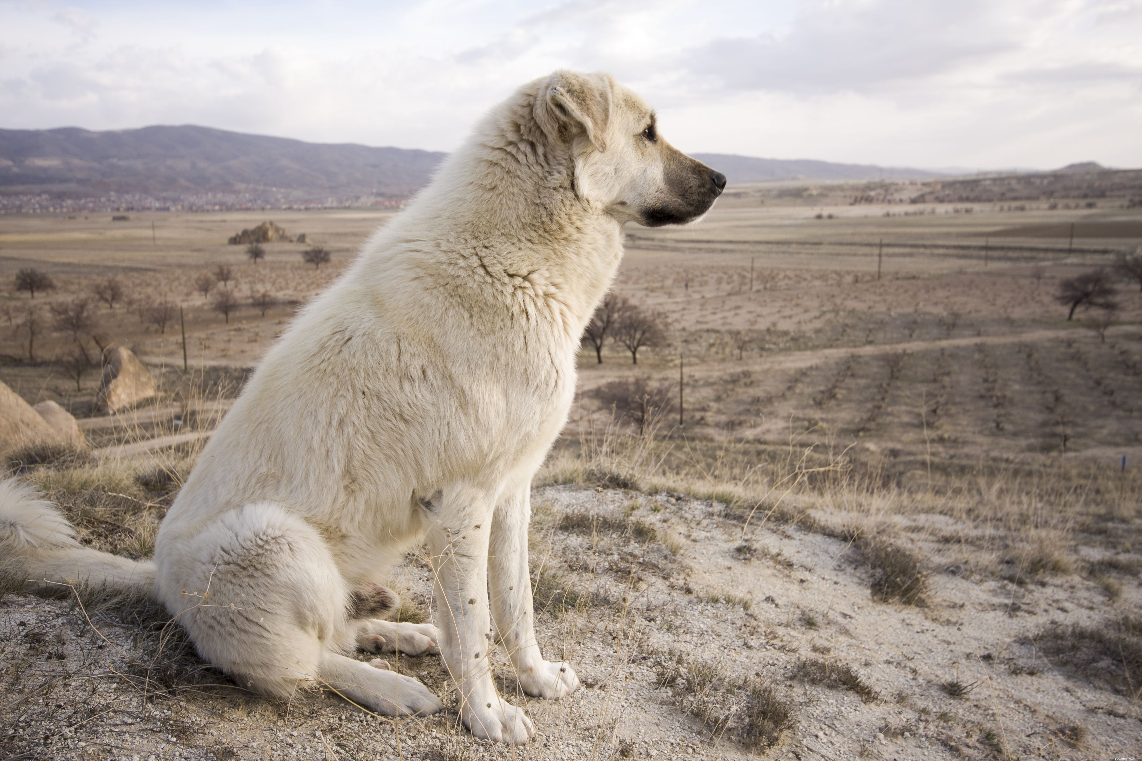 Анатолийская овчарка:характеристики породы собак и уход за ними