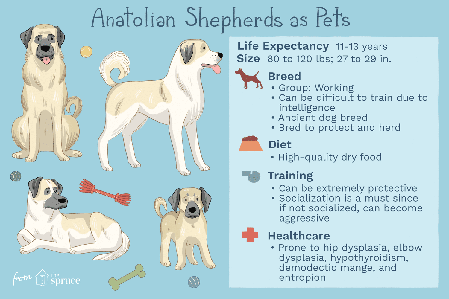 Anatolian Shepherd:Hundrasegenskaper och skötsel
