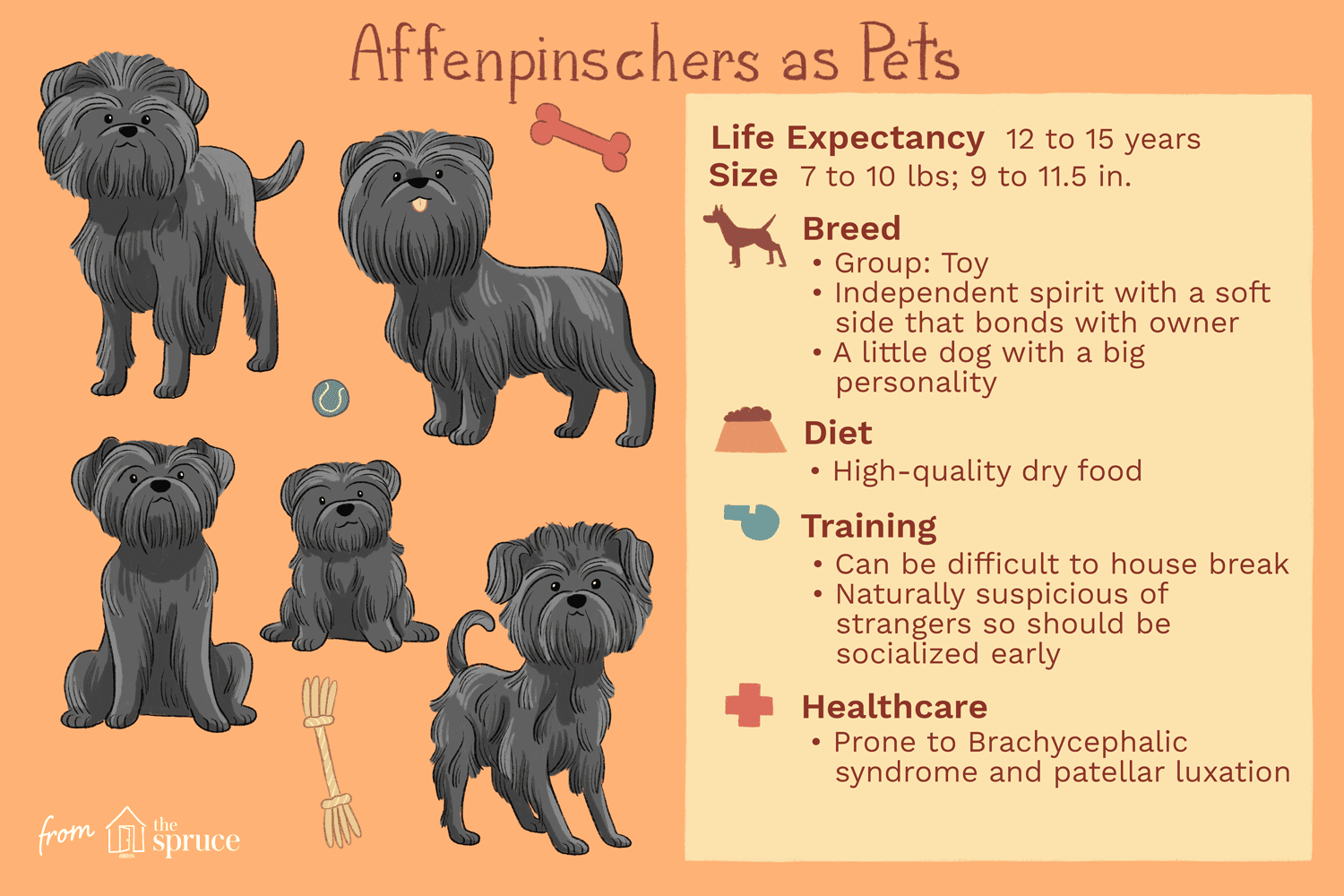 Affenpinscher :caractéristiques et soins des races de chiens