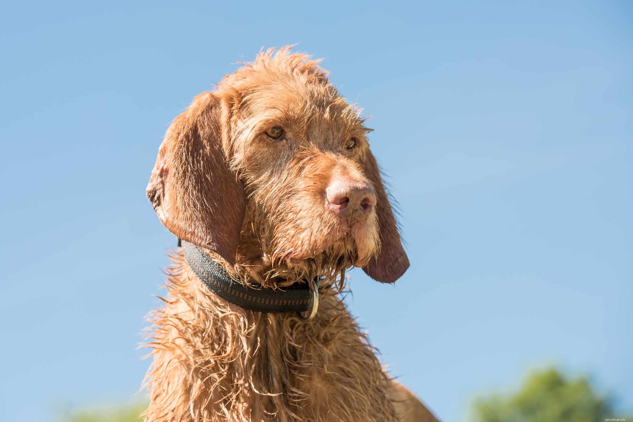 Vizsla de pêlo duro:características e cuidados da raça do cão