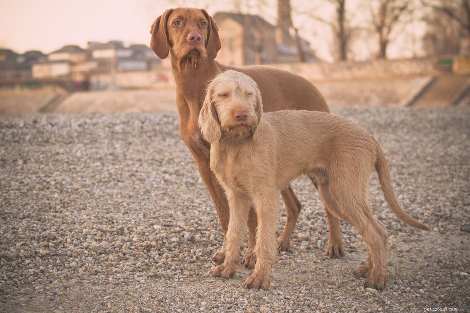 Vizsla de pêlo duro:características e cuidados da raça do cão