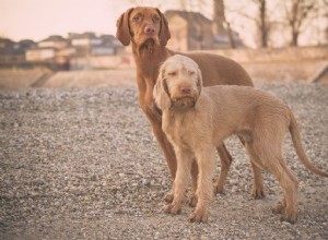 Drátosrstá vizsla:Charakteristika a péče o psí plemeno