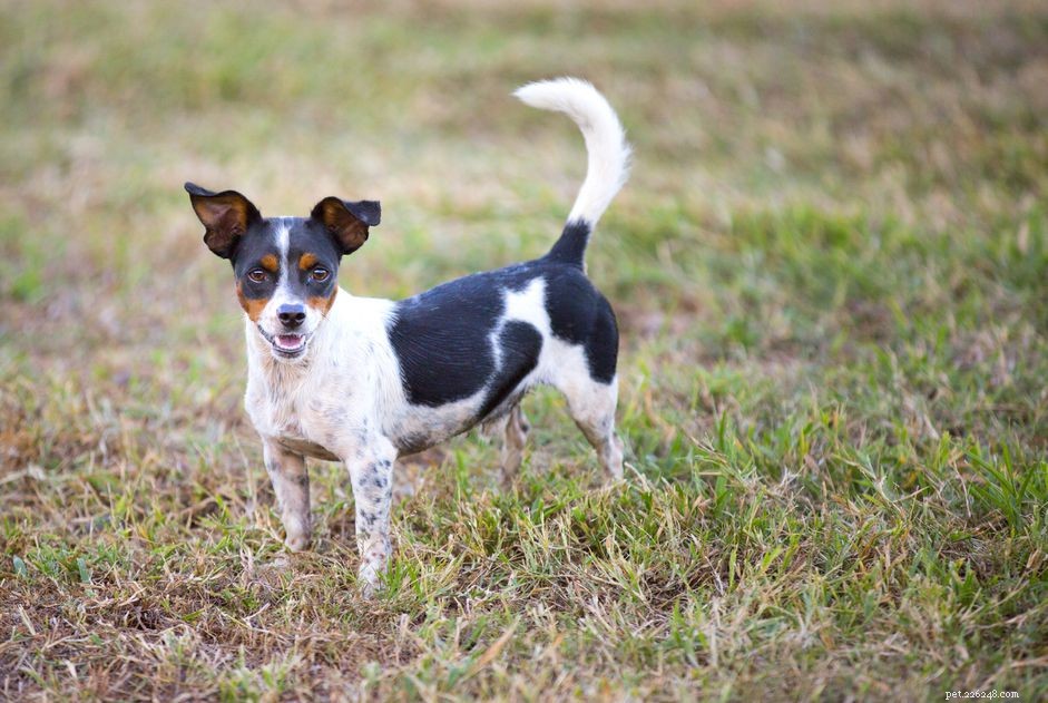 Rat Terrier:kenmerken en verzorging van hondenrassen