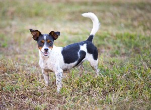 Рэт-терьер:характеристики породы собак и уход