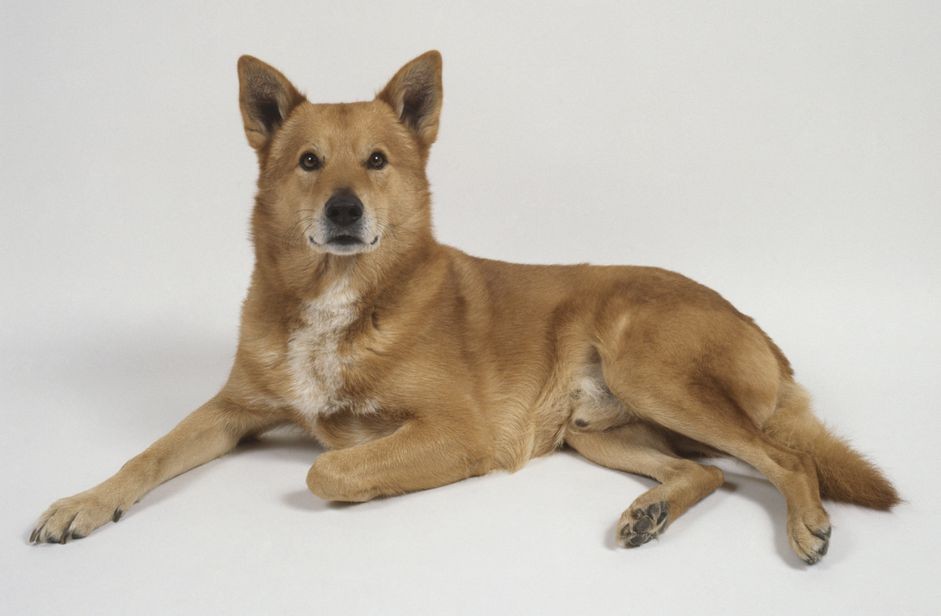 Ханаанская собака:характеристики породы и уход