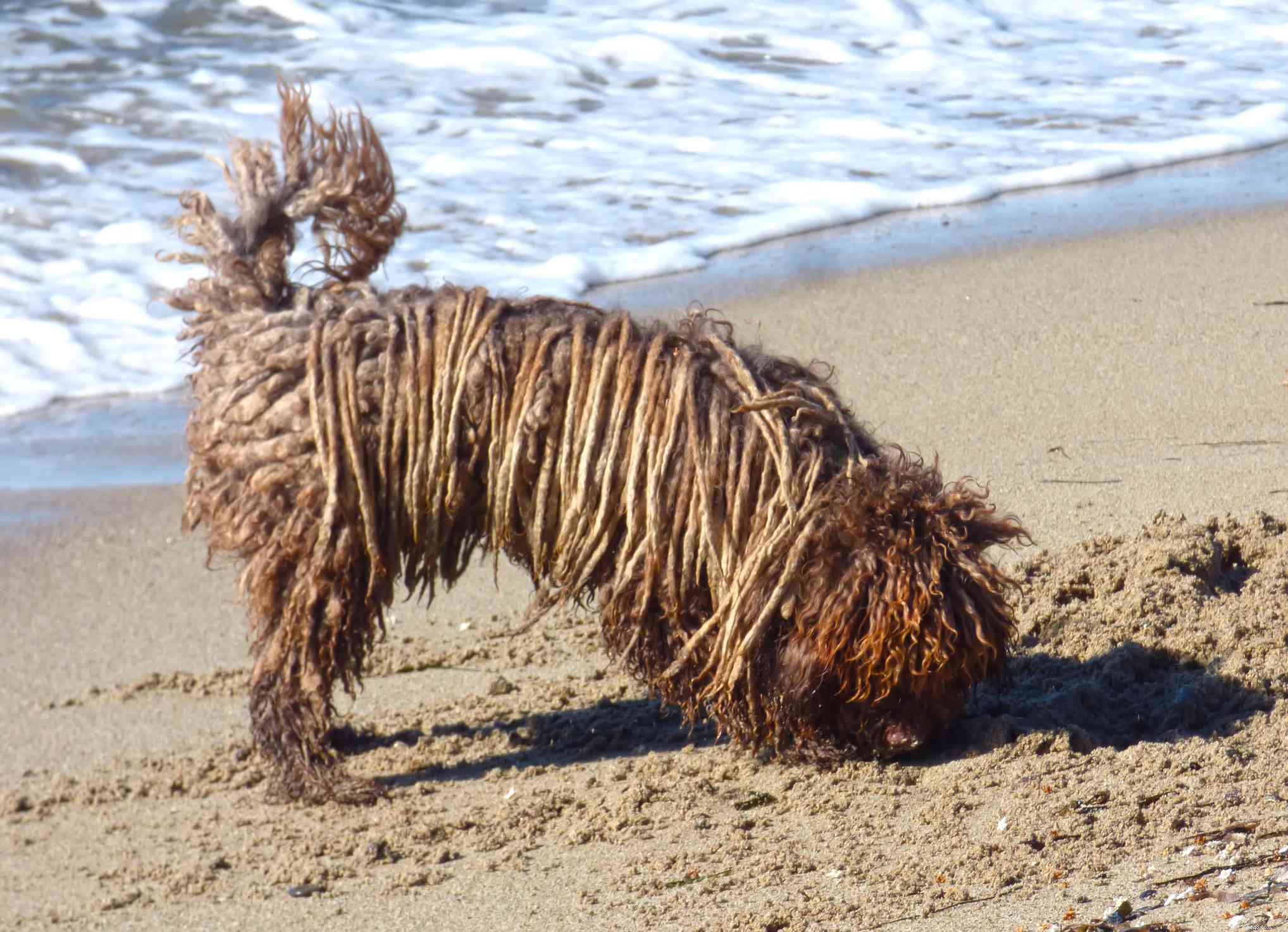 Cão de água espanhol:características e cuidados da raça