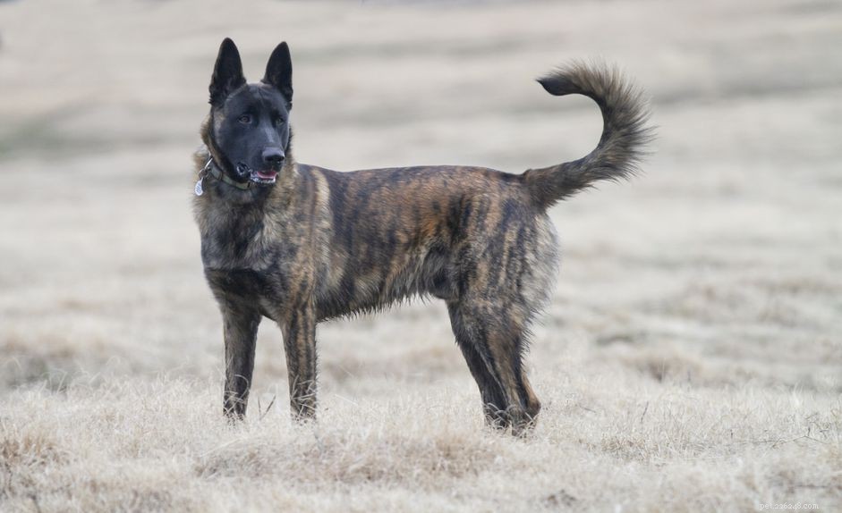 Berger hollandais (Dutch Herder) :caractéristiques et soins de la race de chien