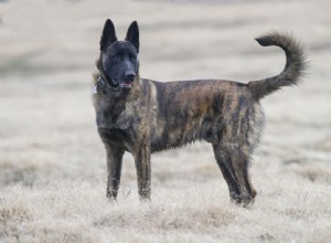 Pastor holandês (pastor holandês):características e cuidados da raça do cão