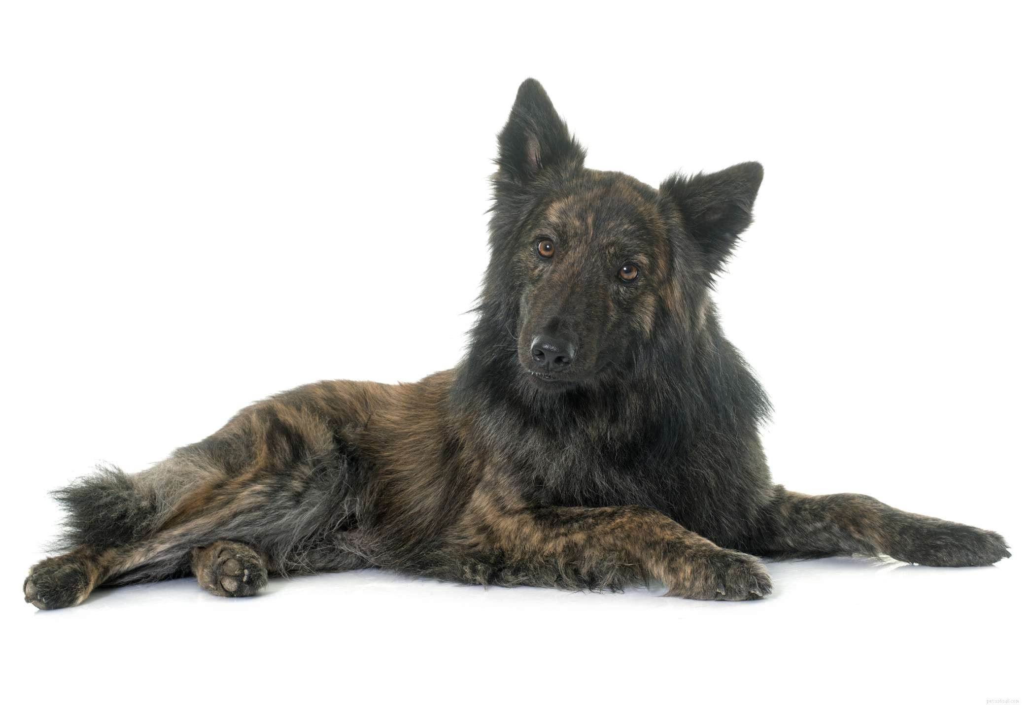 Dutch Shepherd（Dutch Herder）：Dog Breed Features＆Care