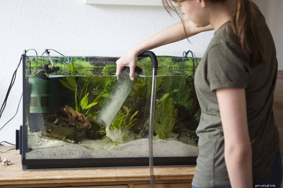 Devez-vous passer l aspirateur sur le gravier de votre aquarium ?