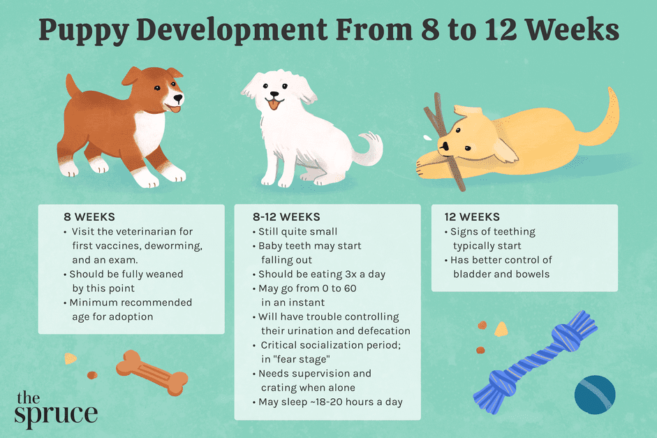 Desenvolvimento do filhote de 8 a 12 semanas