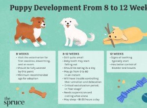 Развитие щенка от 8 до 12 недель