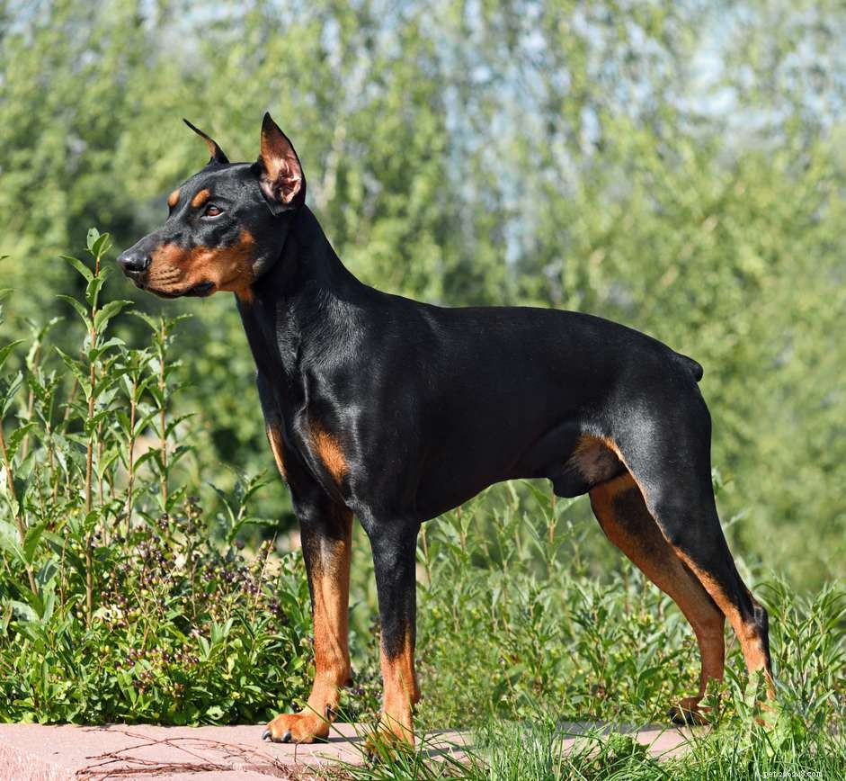 Немецкий пинчер:характеристики породы собак и уход