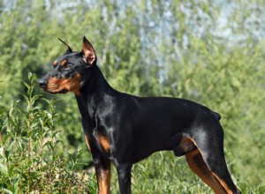 Německý pinč:Charakteristika a péče o plemeno psů