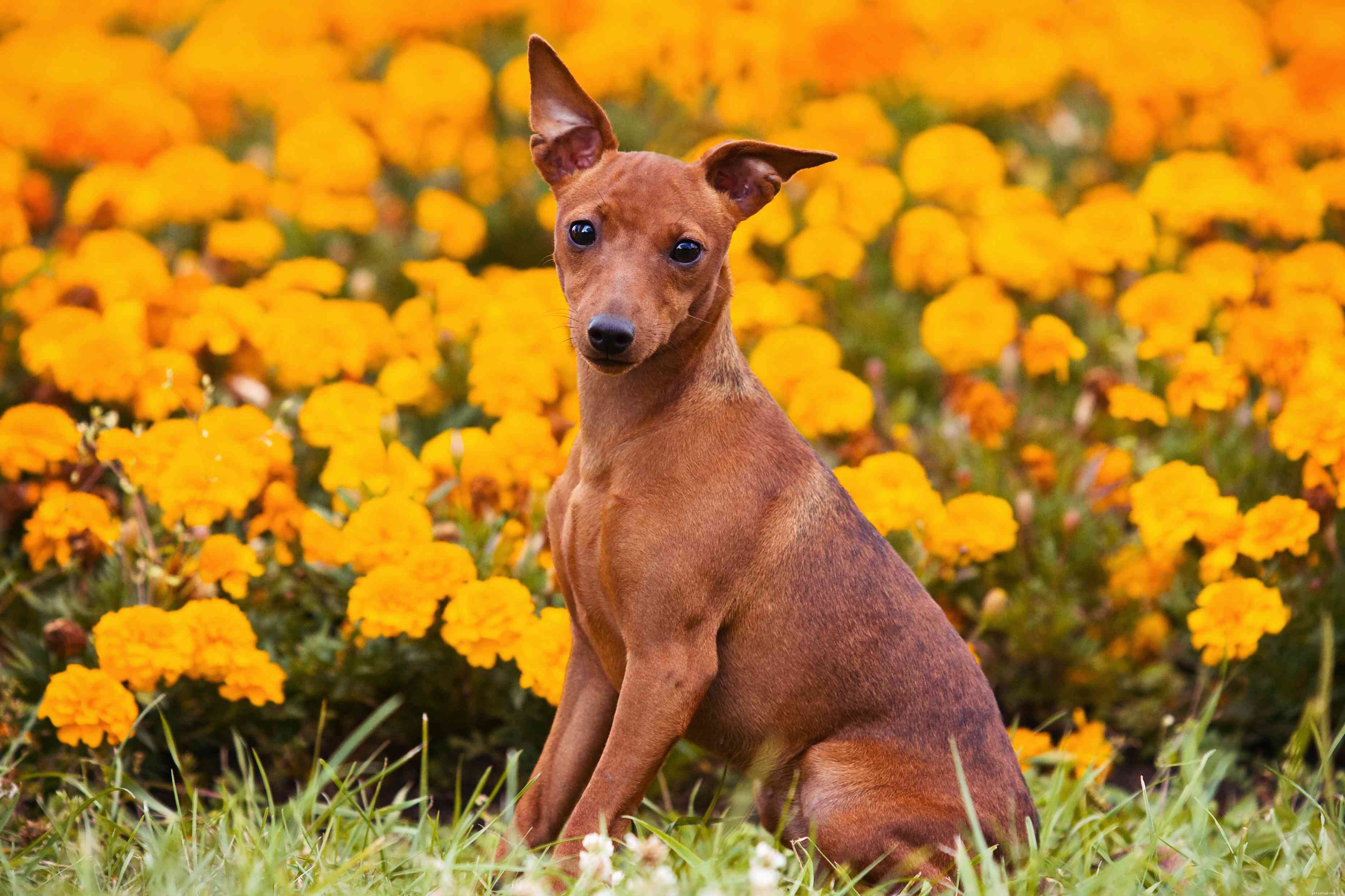 ジャーマンピンシャー：犬の品種の特徴とケア 