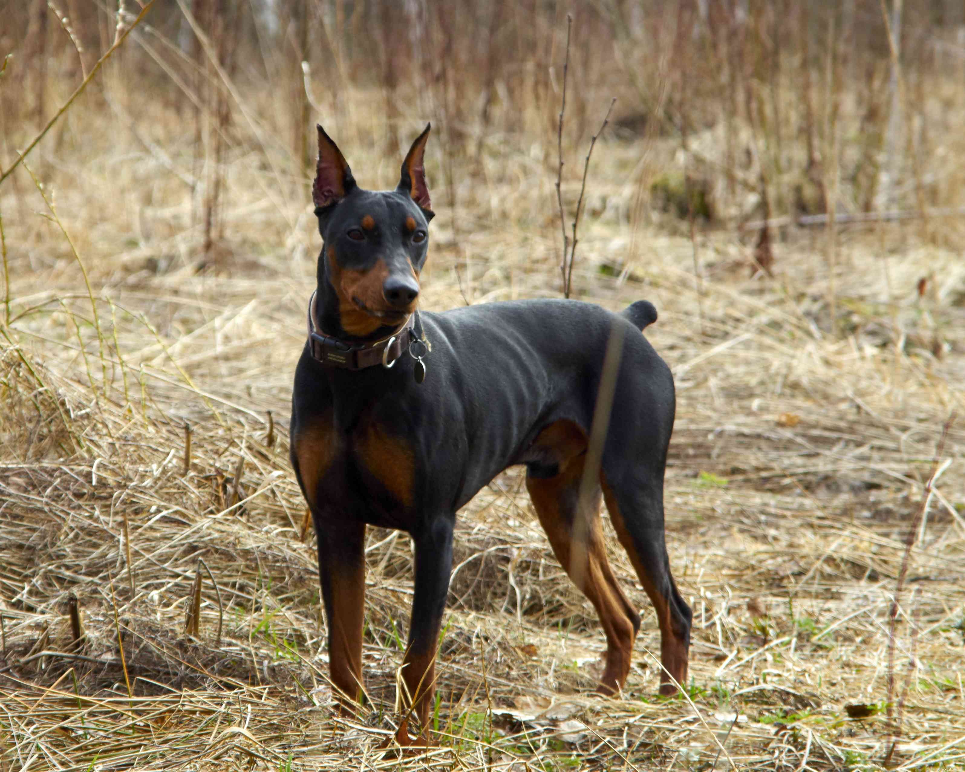 Tysk pinscher:Hundrasegenskaper och skötsel