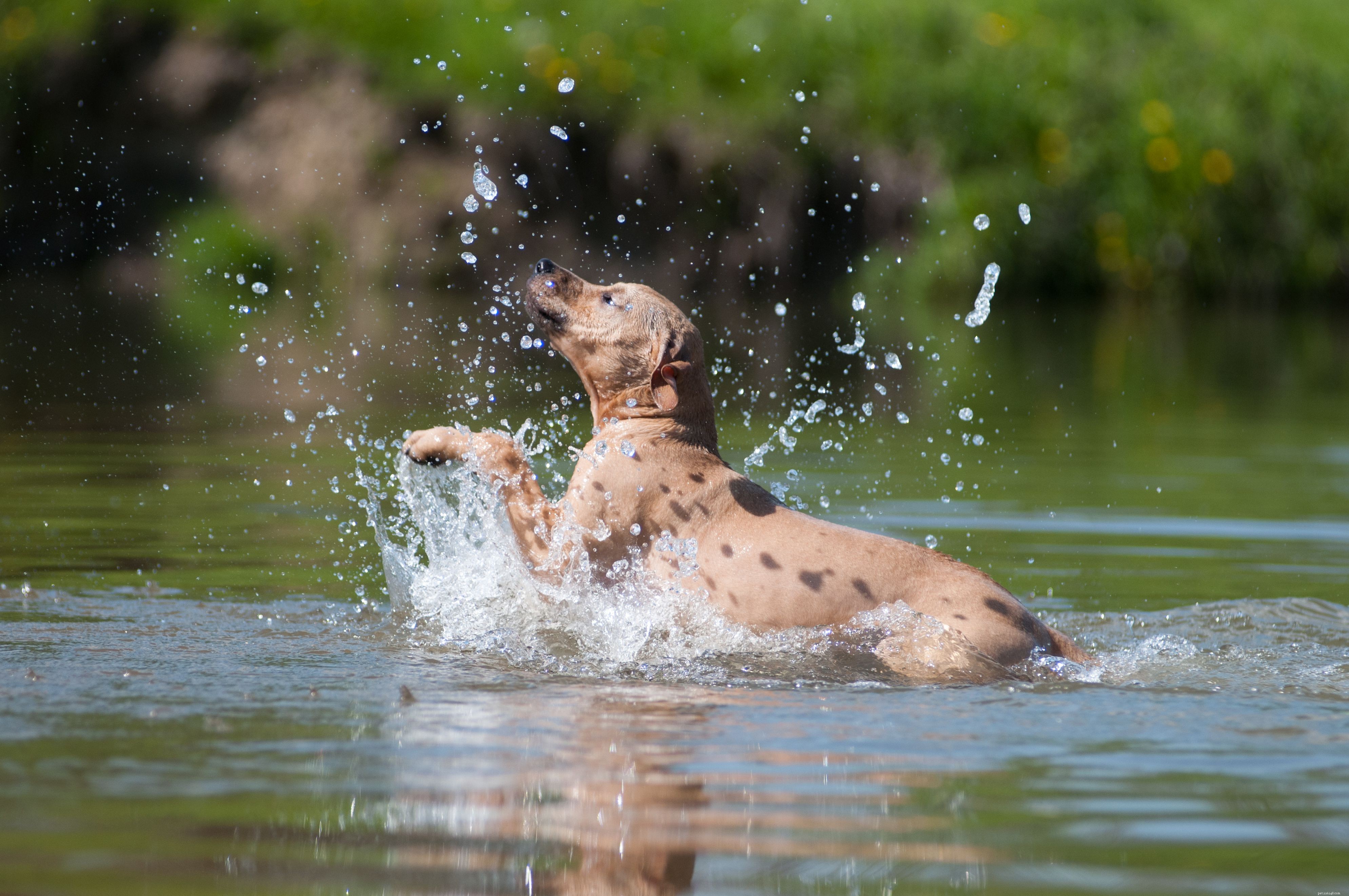 American Pit Bull Terrier:kenmerken en verzorging van hondenrassen
