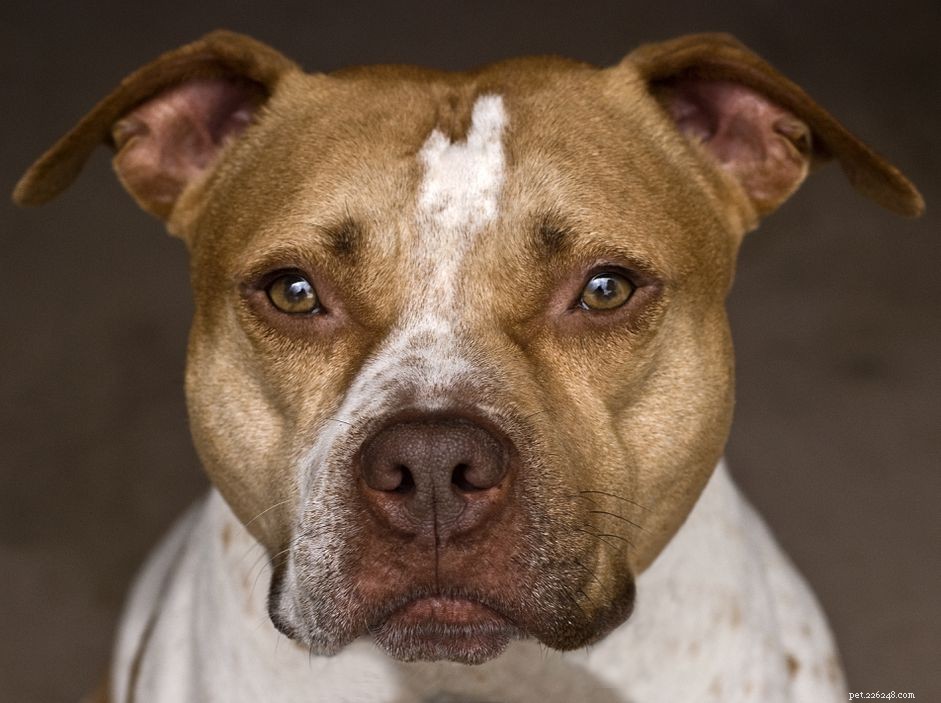Американский питбультерьер:характеристики породы собак и уход за ними