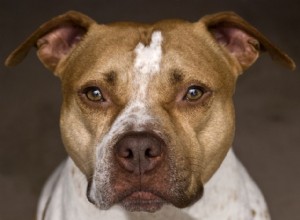 アメリカンピットブルテリア：犬の品種の特徴とケア 