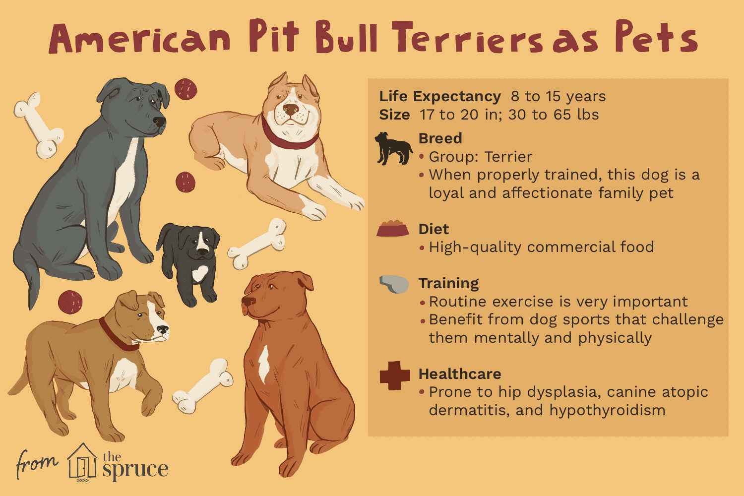American Pit Bull Terrier:Hundras egenskaper och skötsel