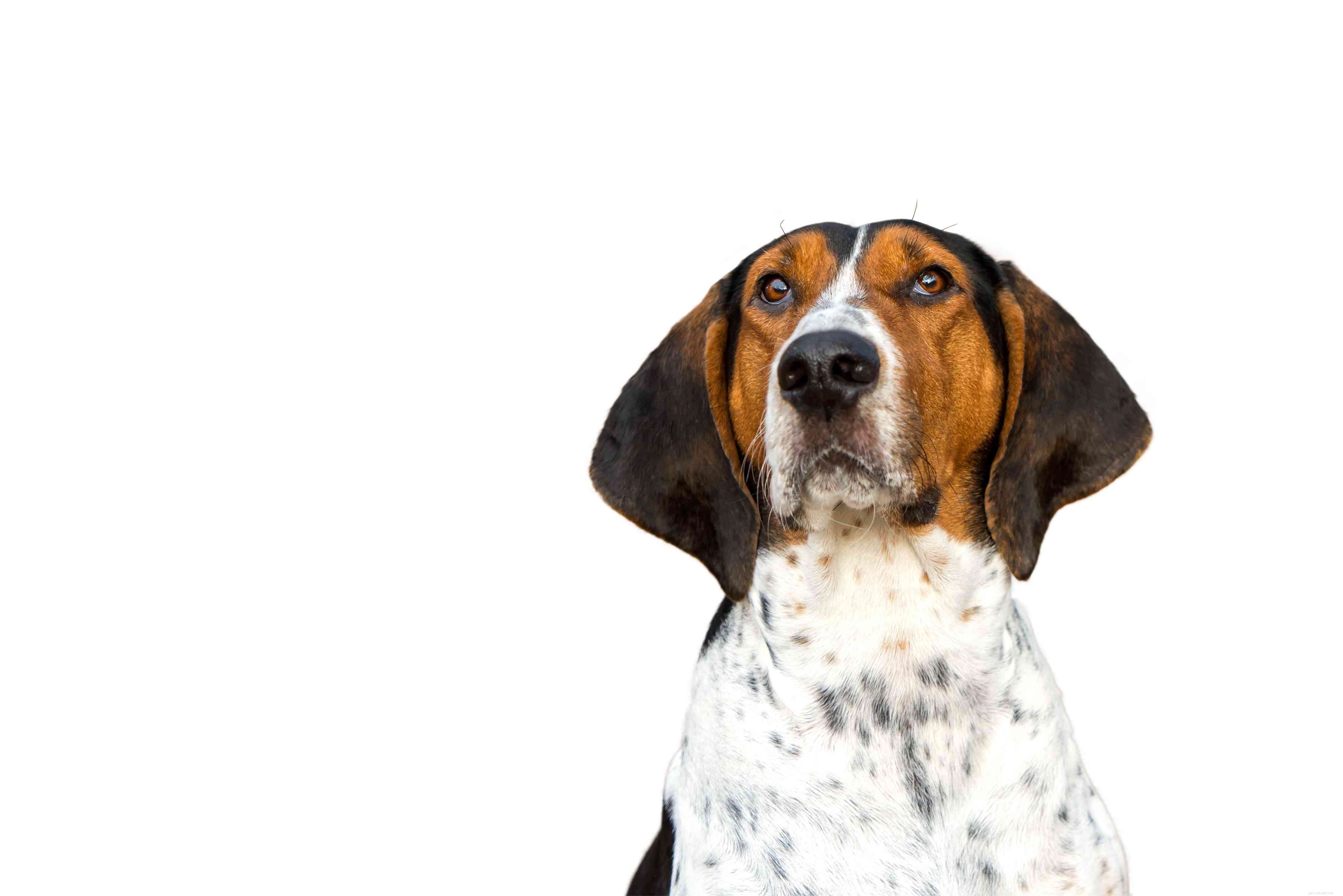 Treeing Walker Coonhound:características e cuidados da raça do cão
