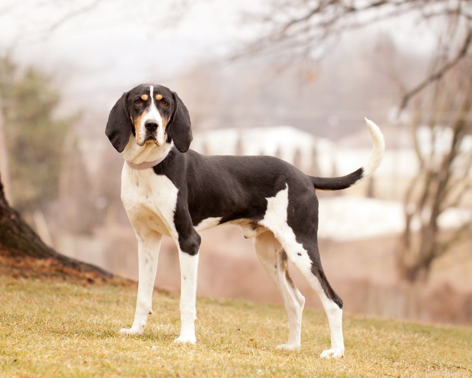 Treeing Walker Coonhound:개 품종 특성 및 관리