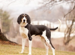 Treeing Walker Coonhound:характеристики породы собак и уход за ними
