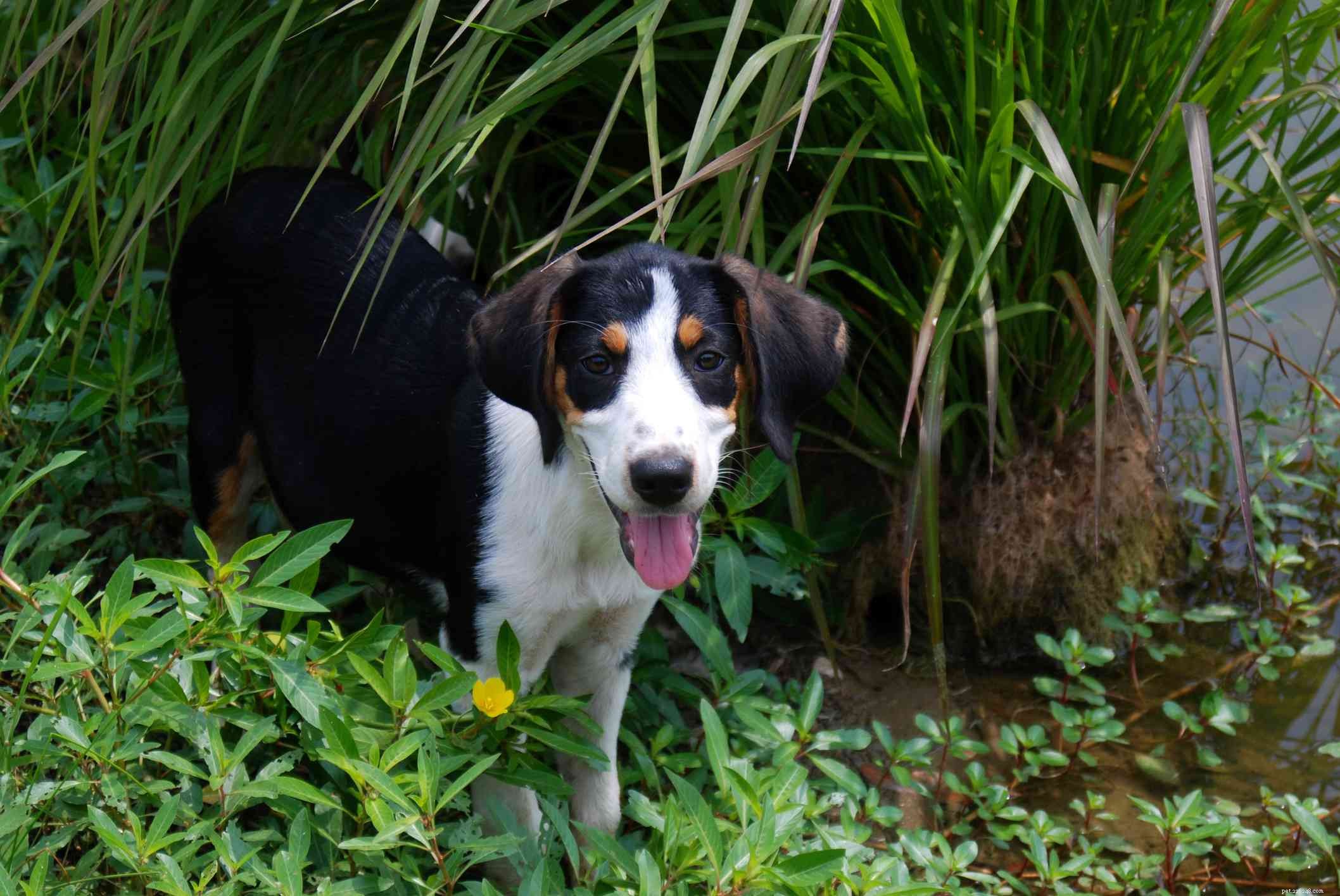 Treeing Walker Coonhound:개 품종 특성 및 관리
