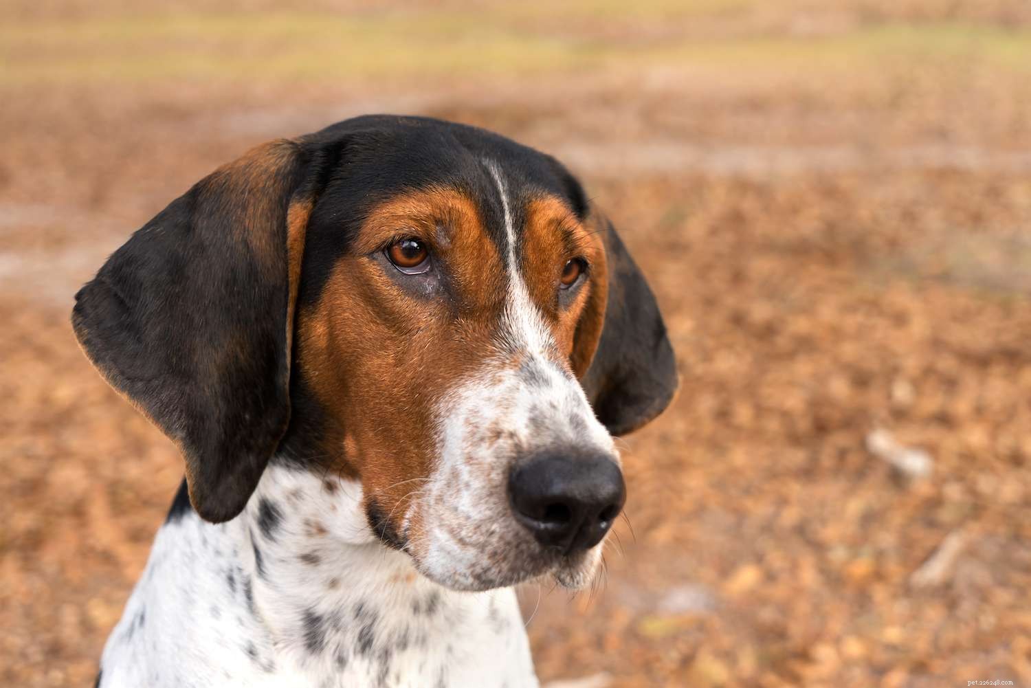 Treeing Walker Coonhound:Charakteristika a péče o psí plemeno