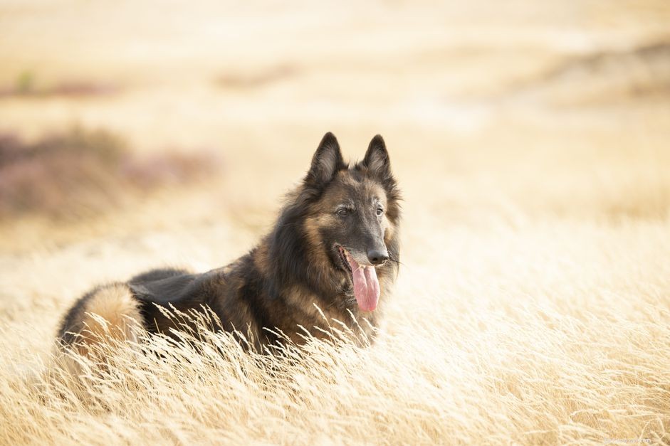 Бельгийский тервюрен (Terv):характеристика породы собак и уход 
