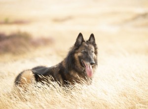 Belgický Tervuren (Terv):Charakteristika a péče o plemeno psů