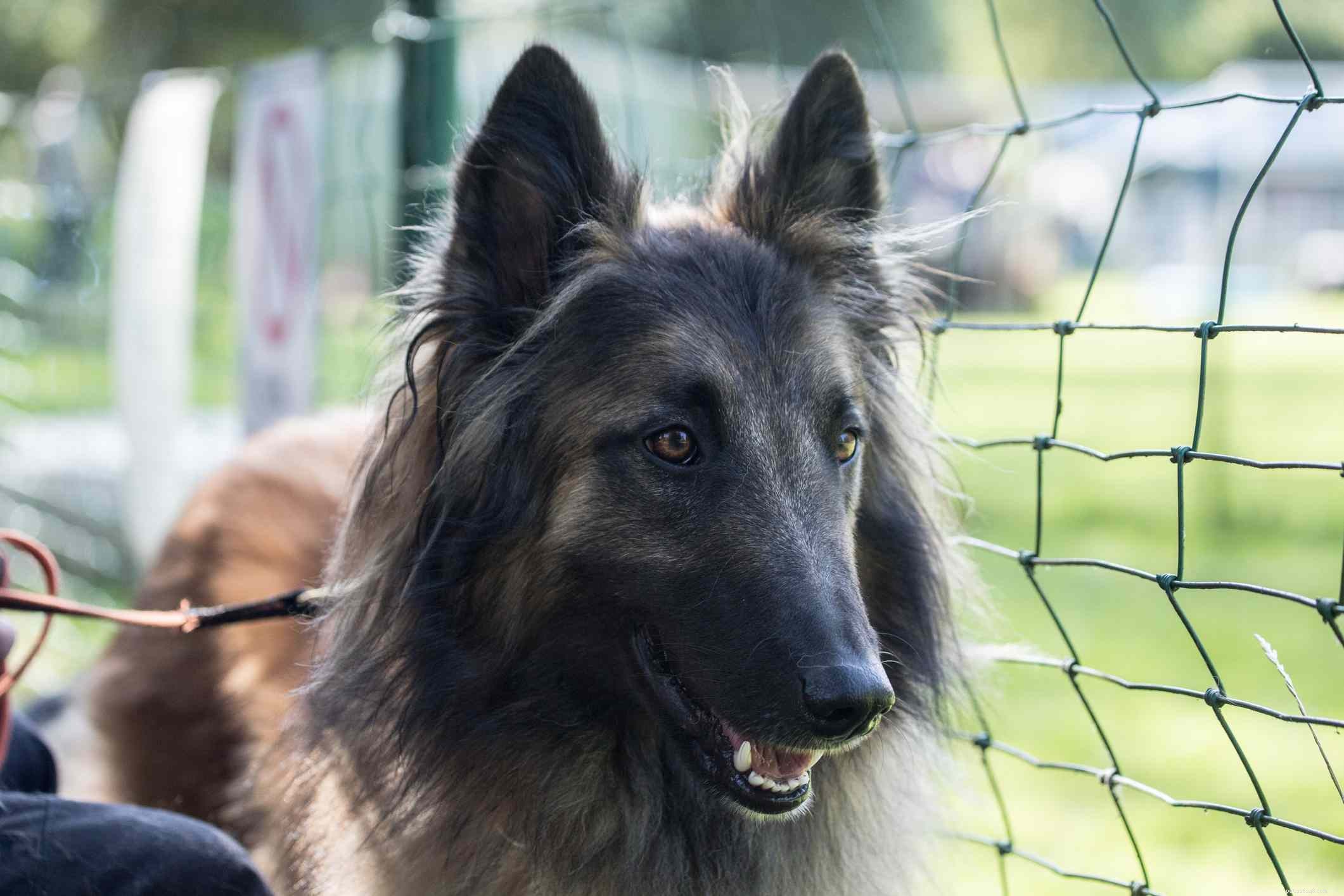 Belgische Tervuren (Terv):Kenmerken en verzorging van hondenrassen