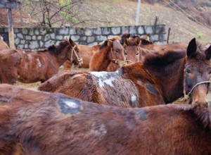 Geladuras e feridas na sela