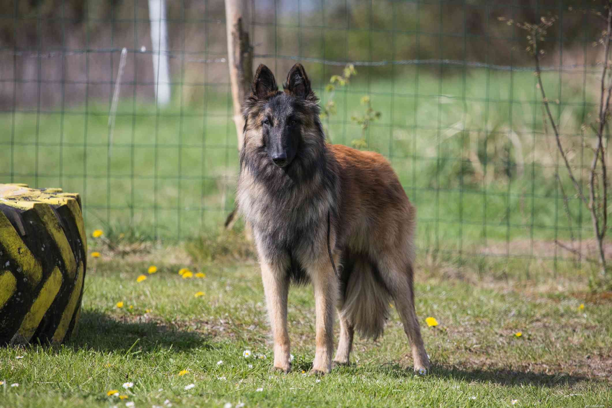 Бельгийский тервюрен (Terv):характеристика породы собак и уход 
