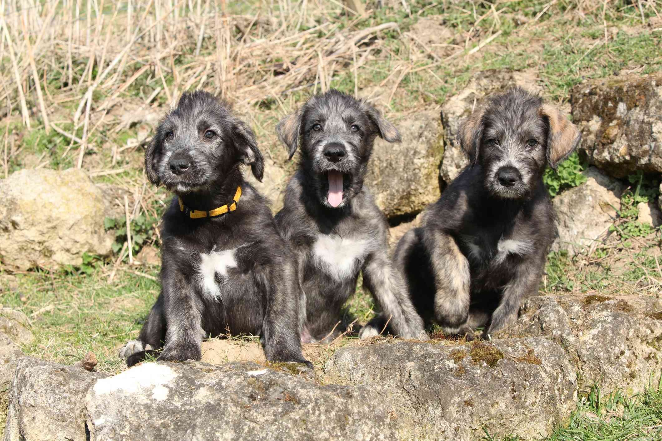 Irish Wolfhound:características e cuidados da raça do cão