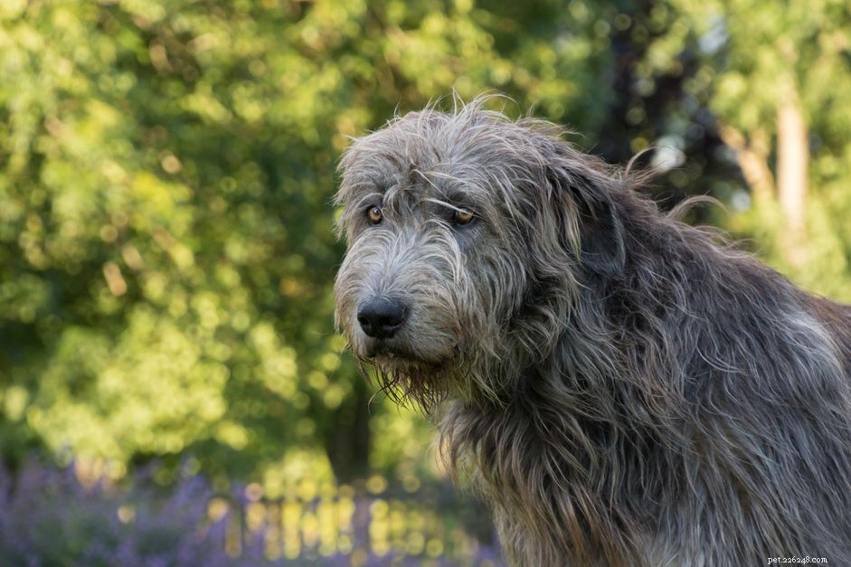 Ierse wolfshond:kenmerken en verzorging van hondenrassen