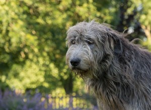 Ирландский волкодав:характеристики породы собак и уход