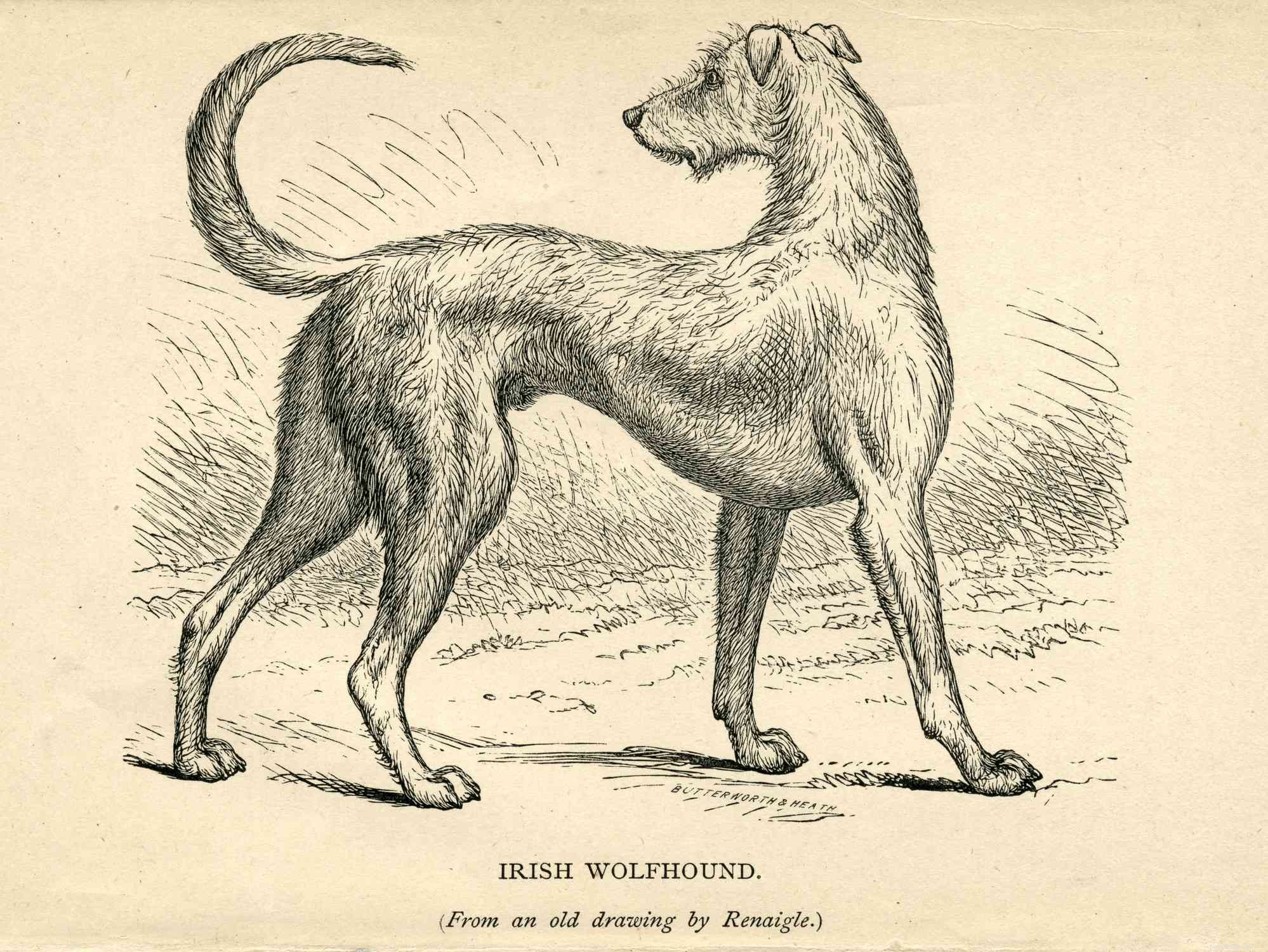 アイリッシュウルフハウンド：犬の品種の特徴とケア 