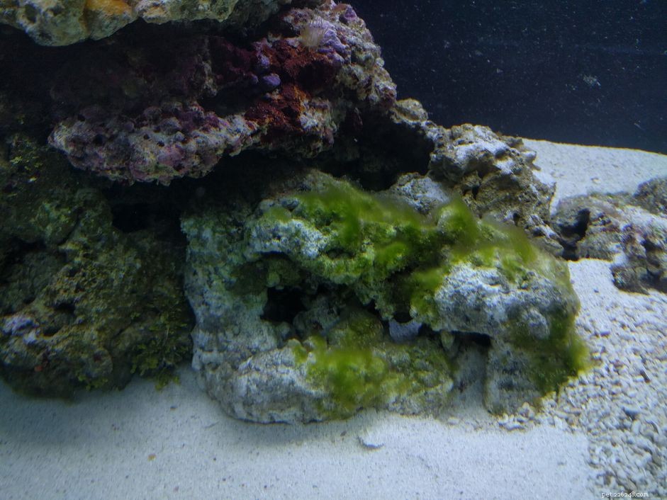 수조에 있는 녹색 모발 해조류를 제거하는 방법