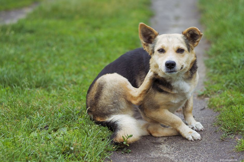 Huidirritatie bij honden