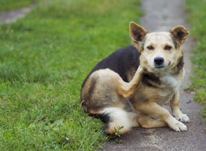 Irritação da pele em cães