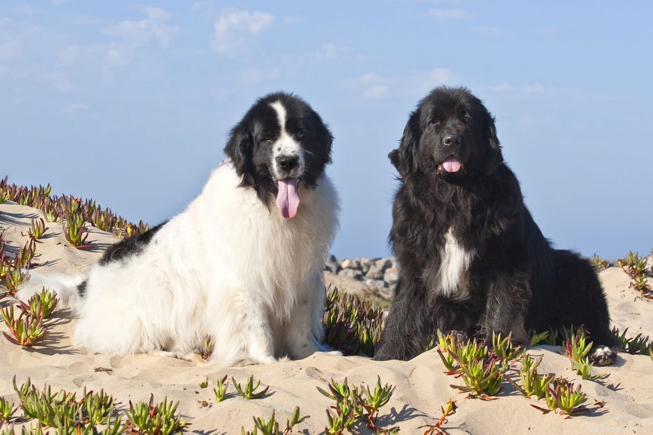 Terre-Neuve (Newfie) :caractéristiques et soins des races de chiens