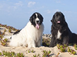 Newfoundland (Newfie):Charakteristika a péče o psí plemeno