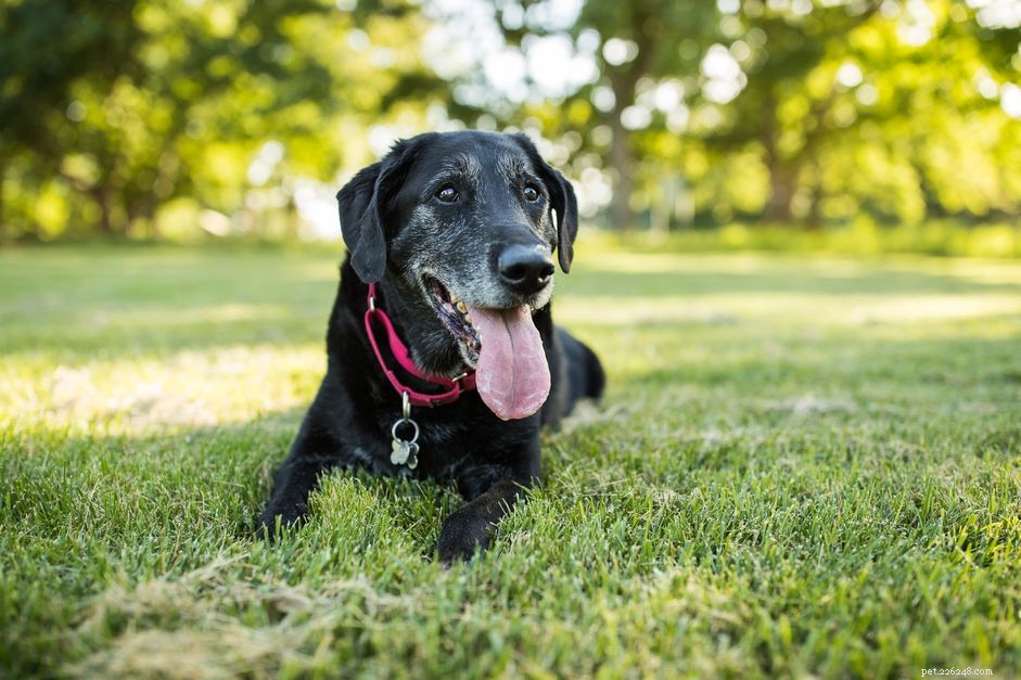 Когда ваша пожилая собака должна посетить ветеринара?