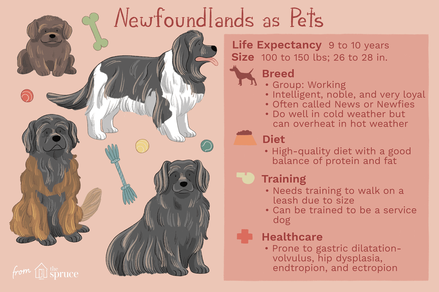 Ньюфаундленд (Newfie):характеристики породы собак и уход за ними