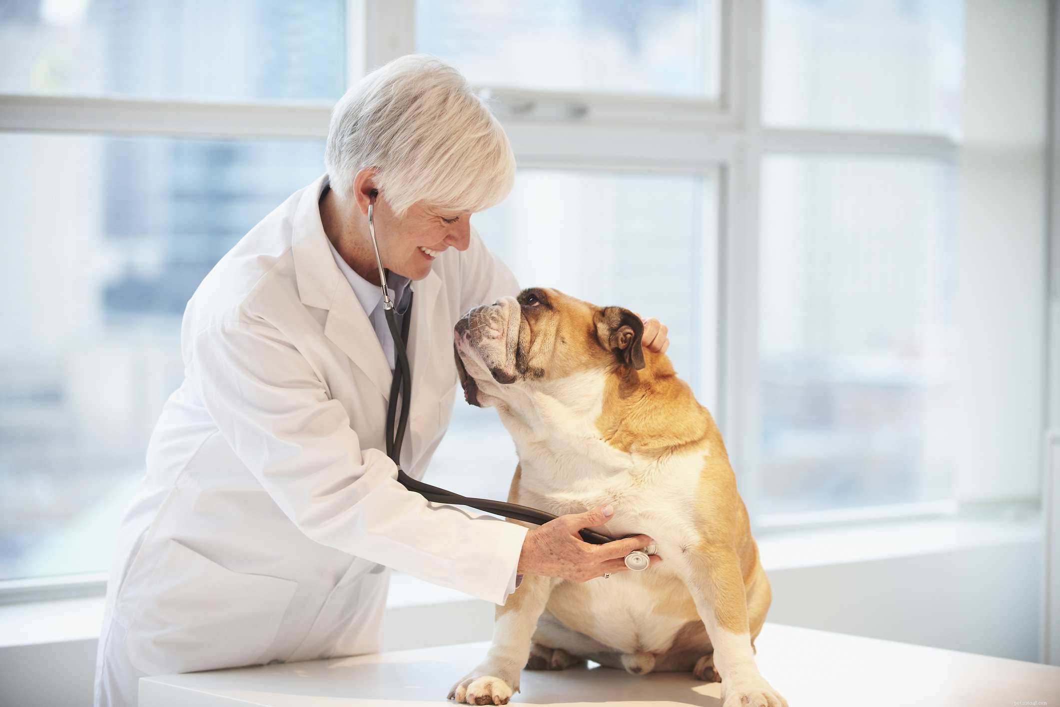 När ska din äldre hund besöka veterinären?