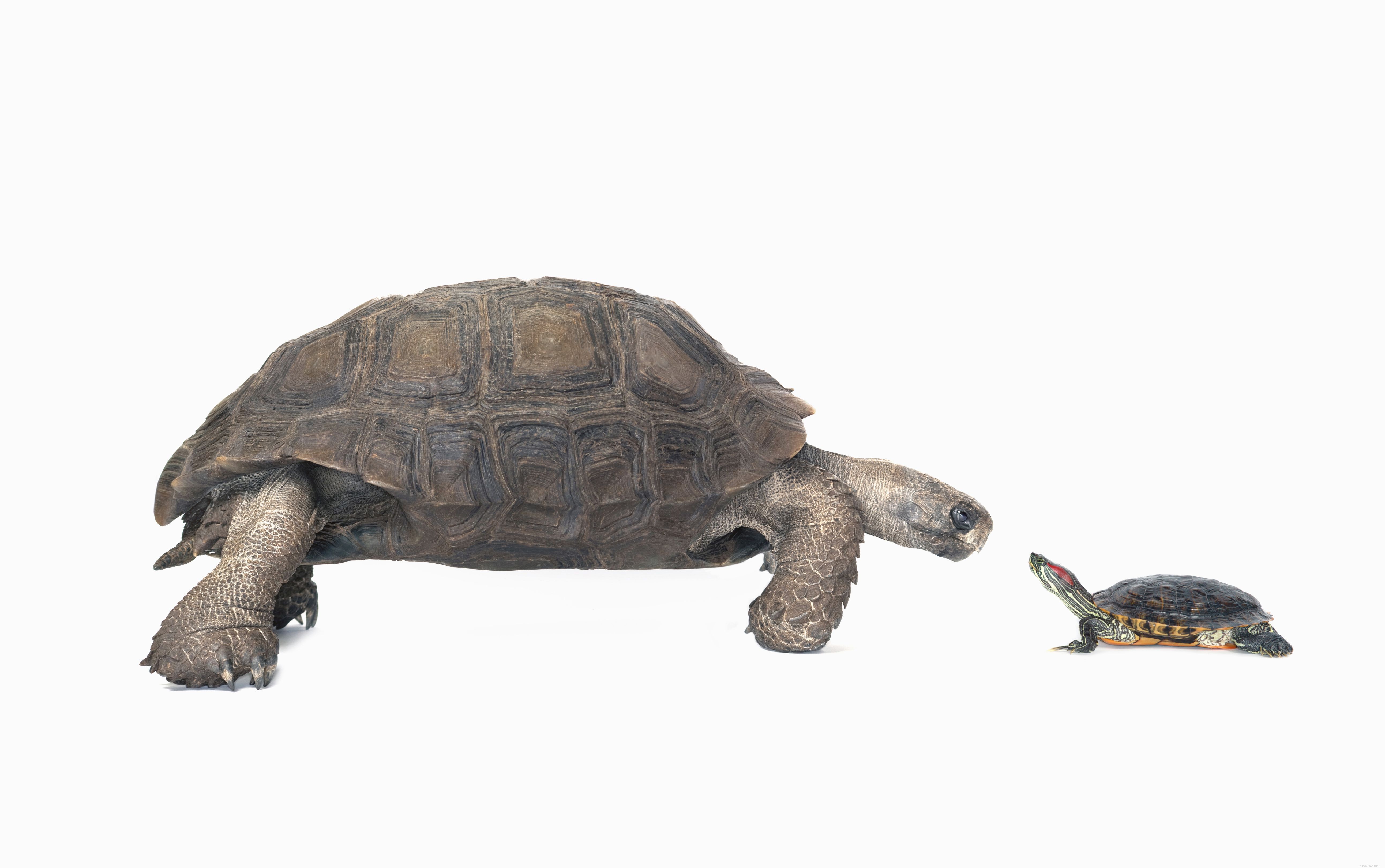 Sköldpadda- och sköldpaddsnäckor