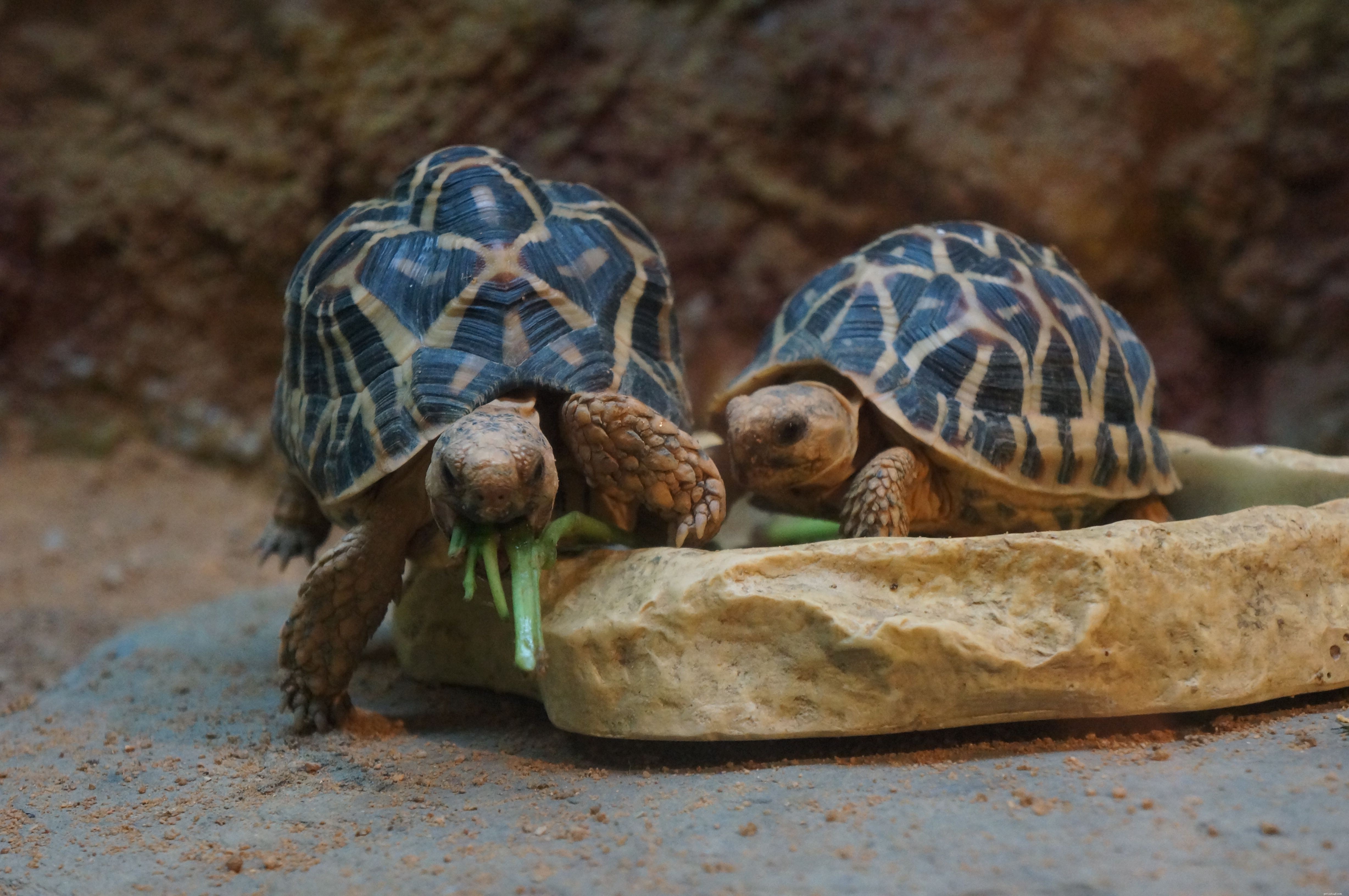 Schildpad- en schildpadschild
