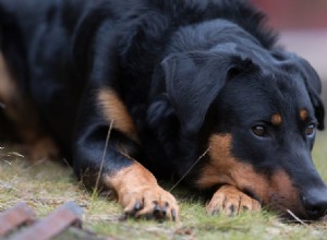 Beauceron:Profil psího plemene