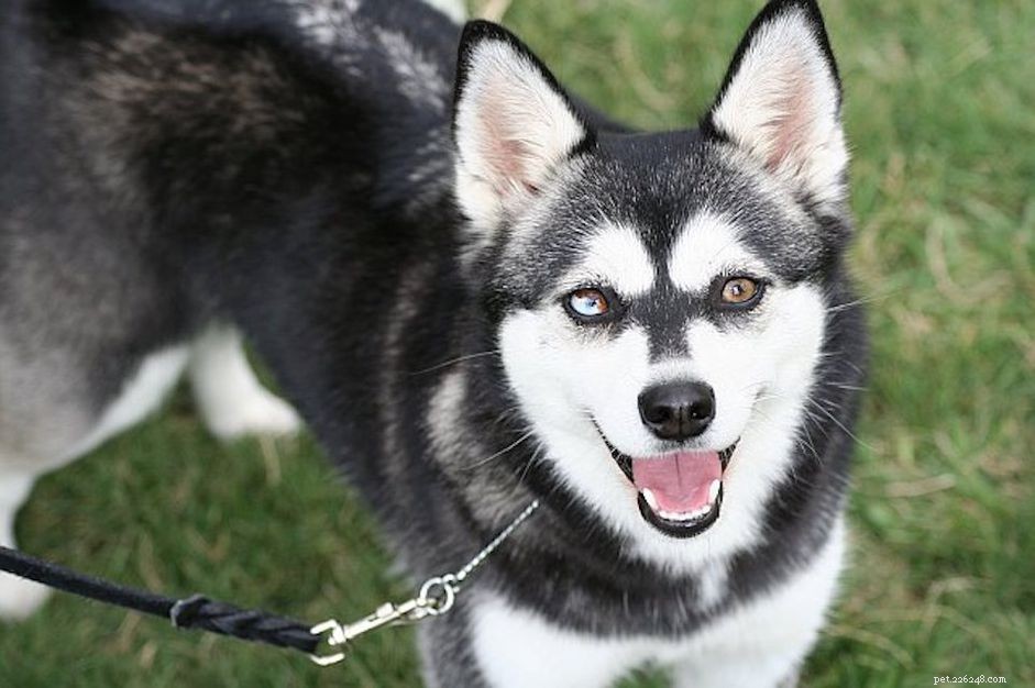Alaskan Klee Kai:Hundrasegenskaper och skötsel